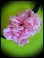 Bandeau serre-tête fleurs rose clair