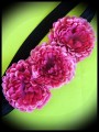 Headband hairband chrysanths flower